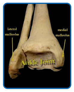 ankle-problems-lateral-medial-malleolus